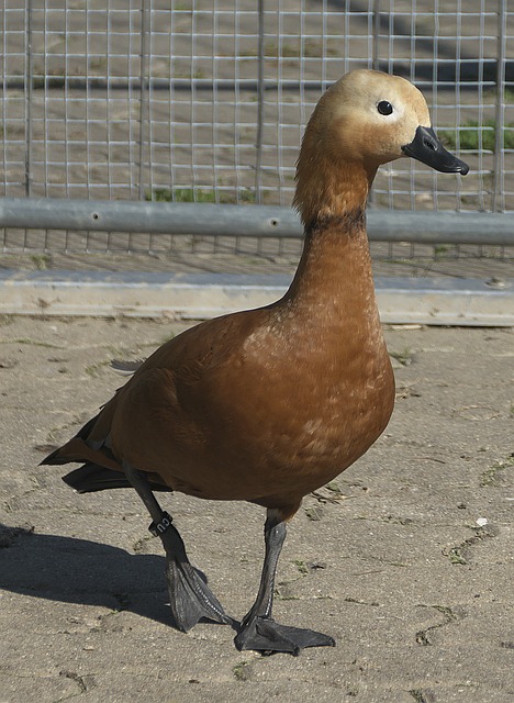 还是比赛